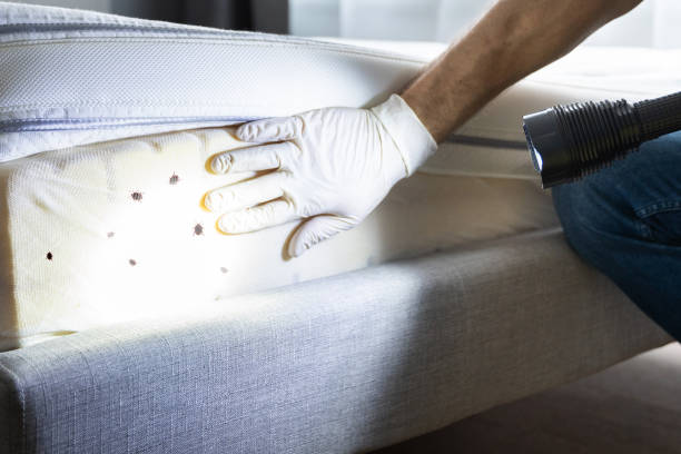 Best Emergency Pest Control  in Watauga, TX