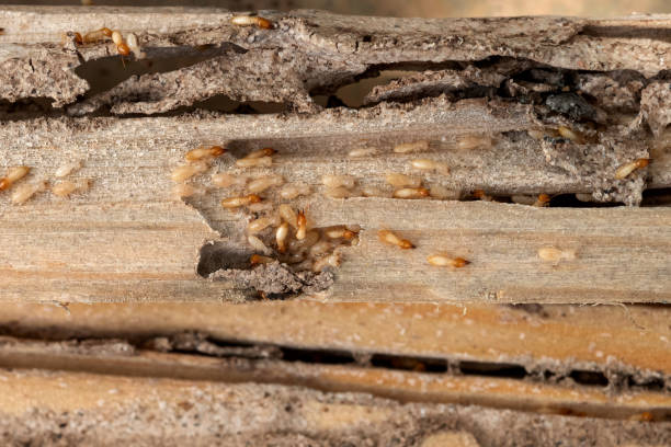 Best Spider Control Near Me  in Watauga, TX