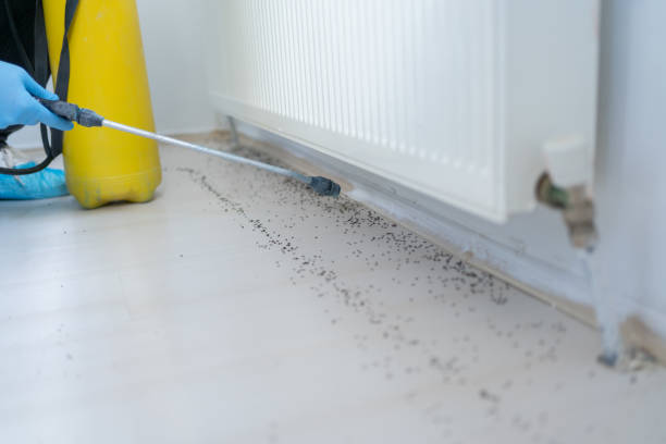 Best Flea Control Services  in Watauga, TX
