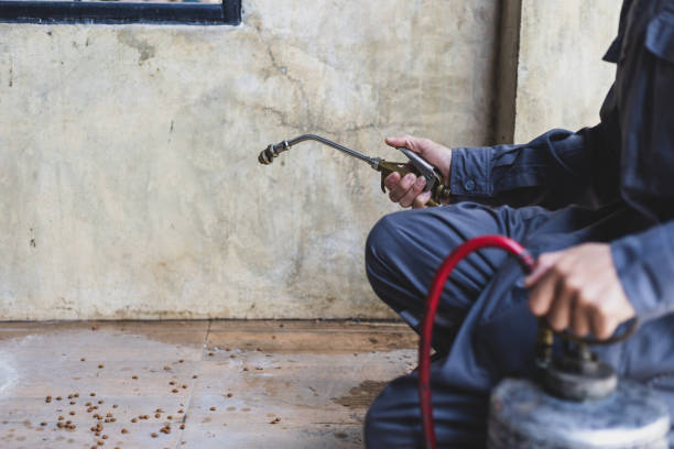 Best Wasp Removal Services  in Watauga, TX